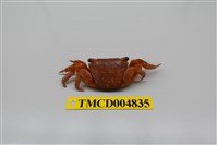 藏品(方形大額蟹)的圖片